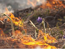 Как защитить себя от весенних палов калининградцы узнают в зоопарке