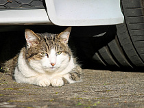 Бродячие собаки в Калининграде снова «изуродовали» автомобиль 