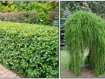 Власти показали, что посадят в пешеходной зоне на Соммера