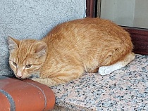 В Калининграде нашли «атмосферу старой Европы» для домашних животных