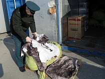 В Калининграде таможня задержала овечьи шкуры