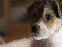 Калининградец хотел купить щенка через Интернет, а попал на мошенника