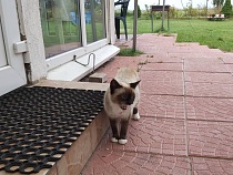 Неожиданно изменилось важное условие въезда на Куршскую косу