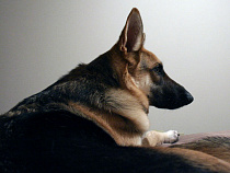 С хозяина немецкой овчарки, укусившей калининградку, взыскали 11 тысяч рублей