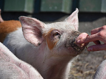 Бывший работник фермы под Багратионовском украл с нее поросёнка