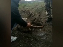 В Черняховске поймали и спасли косулю (видео)