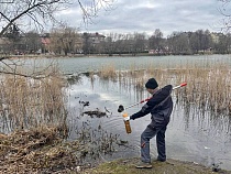 Массовую гибель рыбы в Летнем озере в Калининграде объяснили