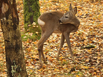 Россия может наложить эмбарго на ввоз шкур дикого зверя 