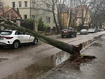 Дерево создало шлагбаум в центре Калининграда