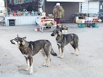 В Полесске отловят всех кто не на привязи