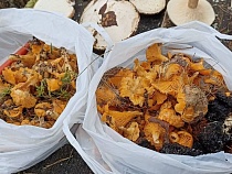 В Калининградской области из леса выволакивают последние пакеты лисичек