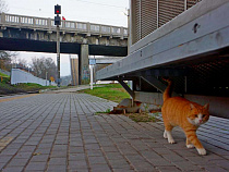 В Калининграде объявили об унификации остановок транспорта