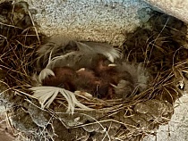 Калининградской области в немецкой кирхе явилось чудо 