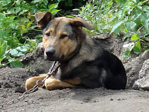 В Питере бродячим собакам запретили бродить после стерилизации