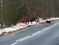 Калининградцы отбили оленя от озверевших собак (видео)