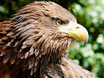 Спасённый орлан продолжил полёт над гладью Куршского залива (видео)