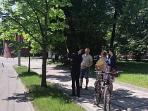 На каштанах в Калининграде развешивают «запахи женщины» 