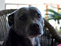 Покусанный собакой посетитель Куршской косы отсудил 30 тысяч рублей