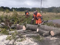 Штормовой ветер свалил на дороги в Калининградской области 91 дерево