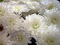 В Калининградскую область привезли хризантемы с ржавчиной