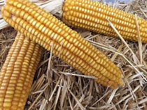 Под Калининградом безработный украл с поля 33 мешка кукурузы