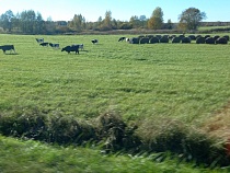 Инвестор из Индии допустил в Багратионовском районе концентрацию мышьяка