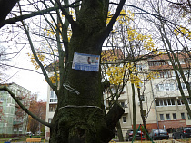 Фотофакт: в Калининграде деревья беспощадно используют как доски объявлений