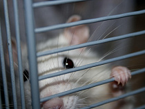 Калининградцы пожаловались Михаилу Ведерникову на крыс и мусор на улице Лесопарковой