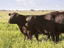 Бывший сотрудник «Калининградской мясной компании» получил срок за охоту на коров с арбалетом