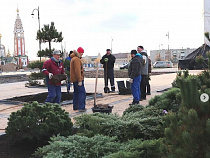 Обновлённую площадь Гусева озеленяют (фото)