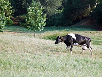 Под Гусевом у пенсионерки украли двух коров