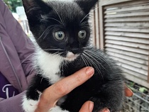 Котёнку в Зеленоградске хозяев ищет сама котошеф