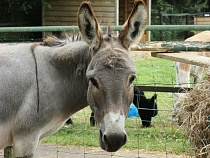 В Калининграде подростков поймали на видео из ослиного хлева