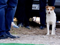 Защитникам бездомных животных отменили обвинительные приговоры