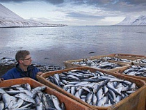 Исландия начнет поставлять рыбную продукцию россиянам через Калининград