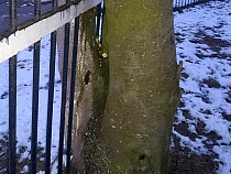 Житель Славского района через суд укротил установивших незаконный забор соседей