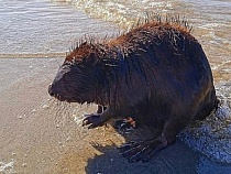 В Балтийске вдоль пляжа плавает бобёр