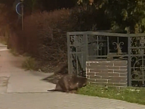 По Светлогорску гулял бобёр (видео)