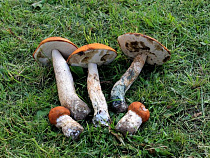 За сутки в Калининградской области заблудились семь грибников