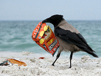 Пяти Калининградским муниципалитетам предлагается выделить по 2 миллиона рублей на содержание пляжей