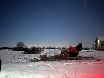 Под Калининградом лошади стояли в поле в 20-градусные морозы