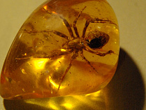 Калининградские янтарщики-нелегалы работали без выходных 