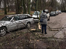 Дерево повредило машину в центре города (фото)