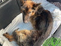 В страшных муках умерла питавшаяся камнями собака из-под Багратионовска 