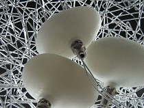 Лампочки "прикидываются" яйцами в гнездах птиц Куршской косы 