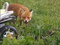 Появилось видео феноменально наглого лиса (видео)