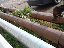 “Калининградтеплосеть” дала горожанам 20 дней на уплату долгов