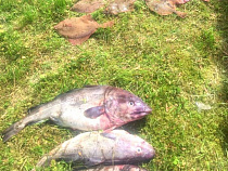 Браконьеры из Балтийска выловили более 400 кг камбалы, идущей на нерест