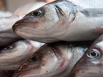 В Калининградскую область не пустили более 200 тонн рыбной продукции из Канады, Таиланда и Мавритании