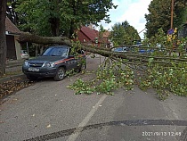 В Славске рядом с прокуратурой на машину Гостехнадзора упало дерево